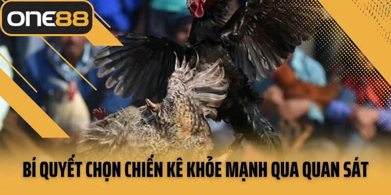 Bí quyết chọn chiến kê khỏe mạnh qua quan sát